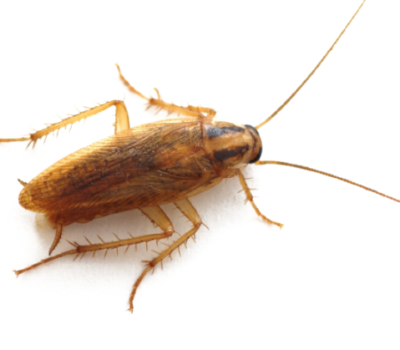 German cockroach