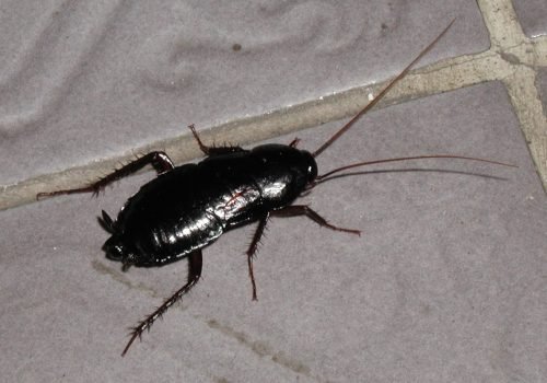 oriental cockroach